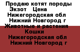 Продаю котят породы Экзот › Цена ­ 5 000 - Нижегородская обл., Нижний Новгород г. Животные и растения » Кошки   . Нижегородская обл.,Нижний Новгород г.